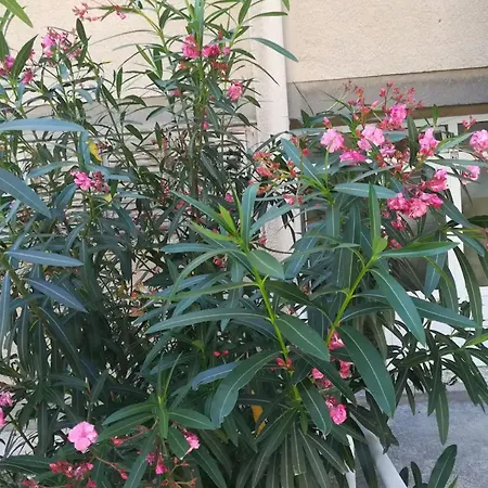 Friendly Well Located Family Apartman Split